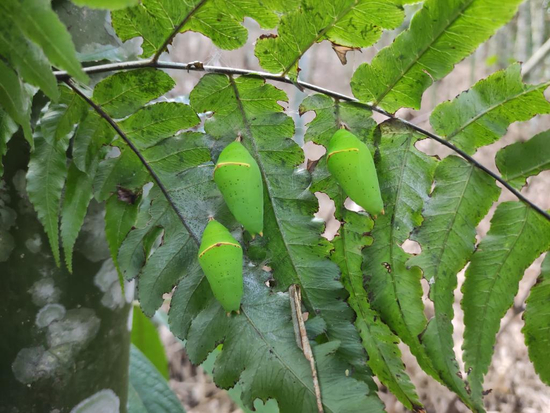  图为箭环蝶茧。杨镇文 供图