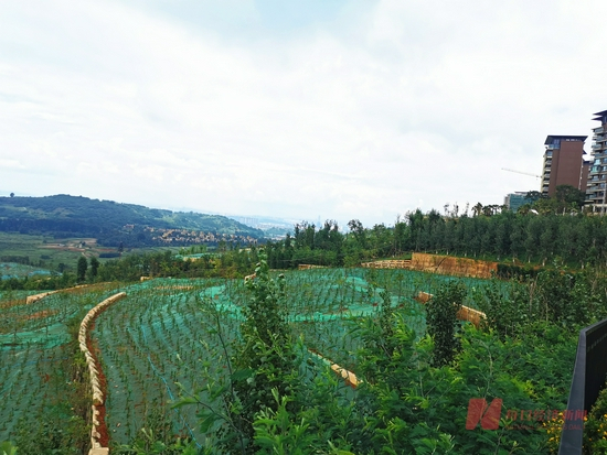 长腰山刚种上的绿植 每经记者 陈利 摄