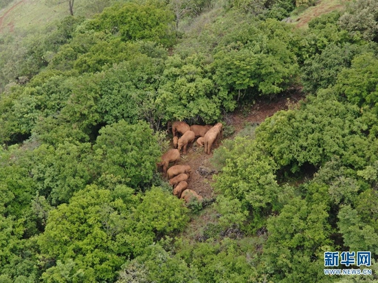 无人机拍摄到的北移亚洲象（摄于7月21日）。新华网发（云南省森林消防总队供图）