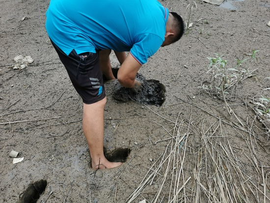 白天，禾虫都钻进泥巴里 &nbsp;时代周报记者 刘文杰/摄