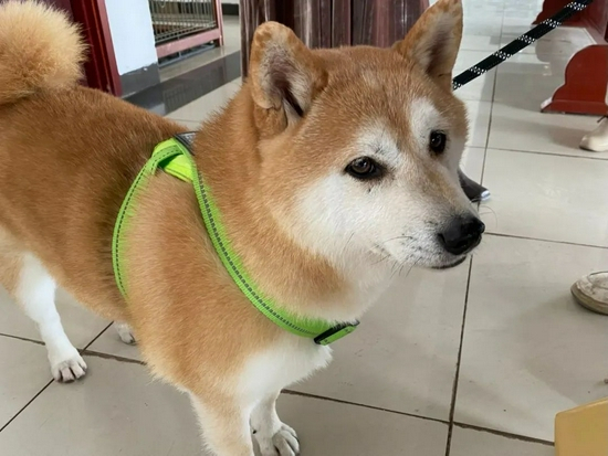 ·临行前的登登。