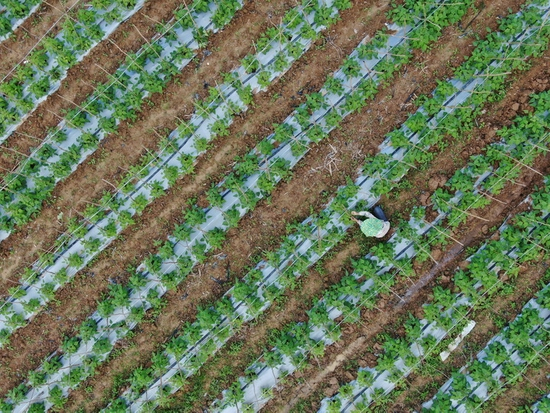 云南省景洪市勐罕镇农民在管理豆角（无人机照片）。新华社发（李云生摄）