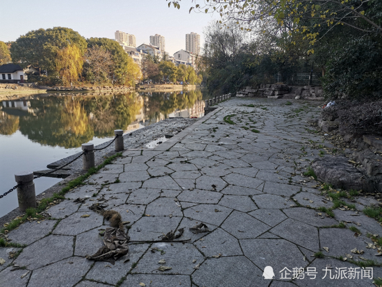 距离小区门口一百米的亲水平台。图/九派新闻 王佳箐