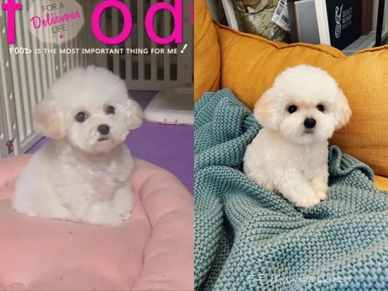 1：1还原的比熊（受访者供图）