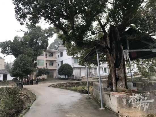  小胡家的村口，有两棵上百年的古树，环抱着一座小凉亭。