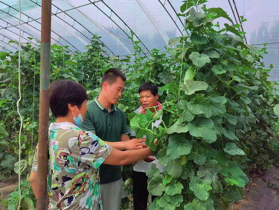 担任天津宝坻区史各庄镇朱杨庄村“一肩挑”的吴柏（中）与村民交流蔬菜种植技术 受访对象供图