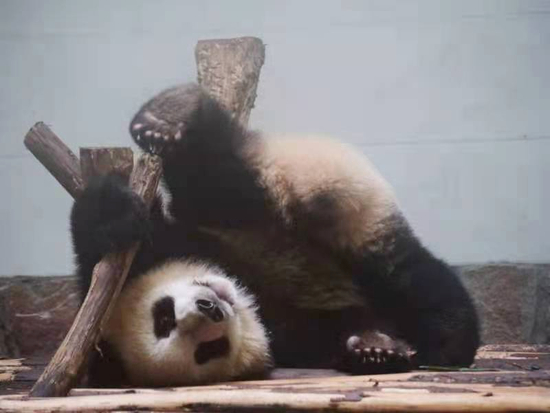 萌萌的“芝麻”