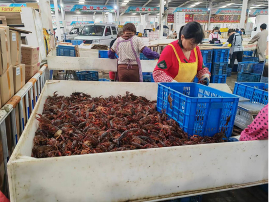 　潜江“虾谷”交易中心内工作人员正对小龙虾进行分拣 财联社记者摄