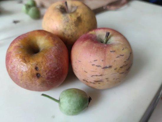  冷冻库中取出的丑苹果。拍摄/陈威敬