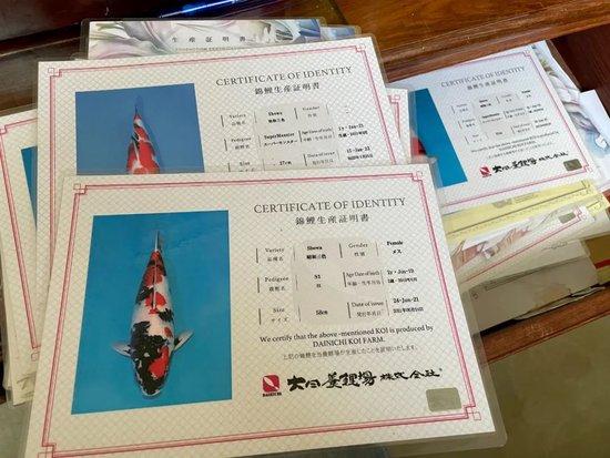 李长彦从日本高价买来的锦鲤，每条都有一张写着基本信息的身份证明。图/梁婷婷 摄