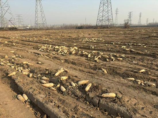 图2 12月5日,北京市大兴区魏善庄镇兴东路附近的萝卜地。影相/特约记者 孙东谡