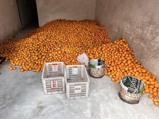  有长沙镇村民表示，村民们平日也会堆放新鲜柑橘。 沃佳 摄