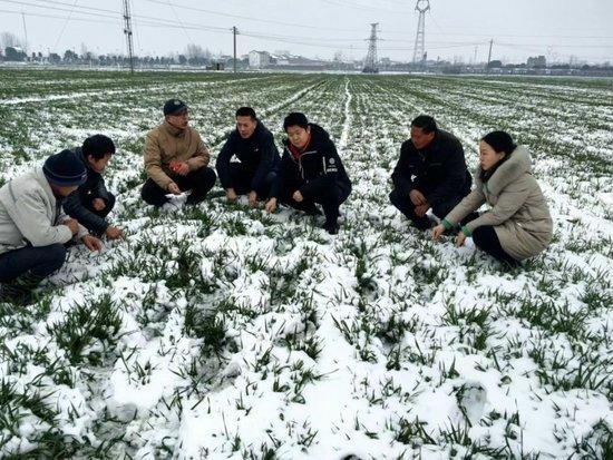 2024年2月5日,汪华一行人在湖北襄阳市樊城区牛首镇麦地考察麦苗