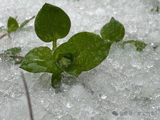 【限定セール！】 雨、雨夹雪、冻雨、冰雹、冰粒、霰、雪接踵而来，湖北已集齐七种 アガベ