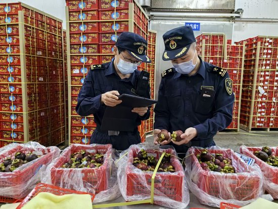 钦州港海关关员对进口山竹进行现场查验（2024年3月25日摄）。（李府阳 摄）