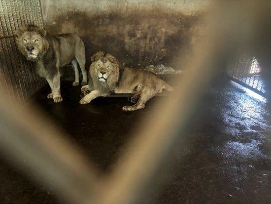 阜阳野生动物园里动物生存环境堪忧，图为两只被关在昏暗小屋子里的非洲狮。