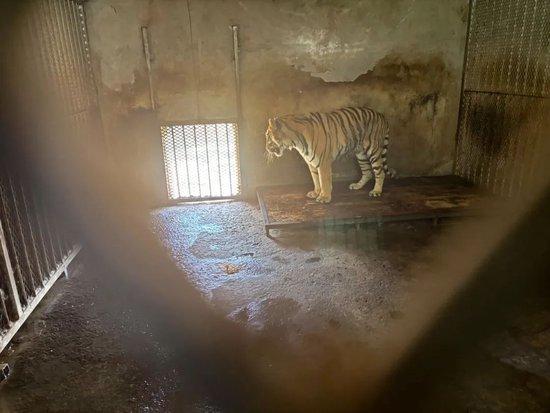 阜阳野生动物园，一只东北虎长期被关在一间“小黑屋”里。