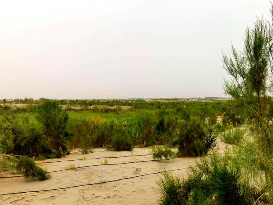  6月15日，在阿瓦提县英艾日克镇拉特勒克村艾西曼区域，满眼都是绿。石榴云/新疆日报记者 谢慧变摄