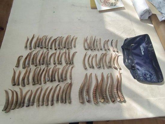 图为警方查获的部分野生羚羊角。（呼和浩特铁路公安处供图）