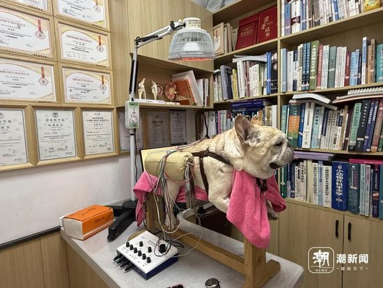 “嘟嘟”正在进行中兽医治疗。记者 叶梦婷 摄