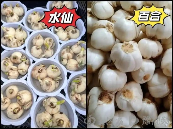 水仙种球与百合对比（图据网络）