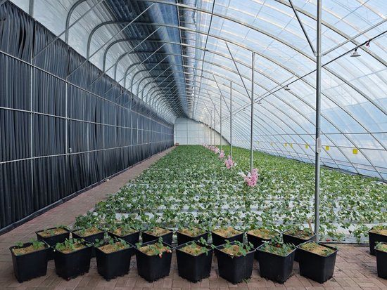  2026年3月12日，伊春森工友好林业局有限责任公司的“零能耗”大棚里，鲜果长势喜人。新华社记者 王祚 摄