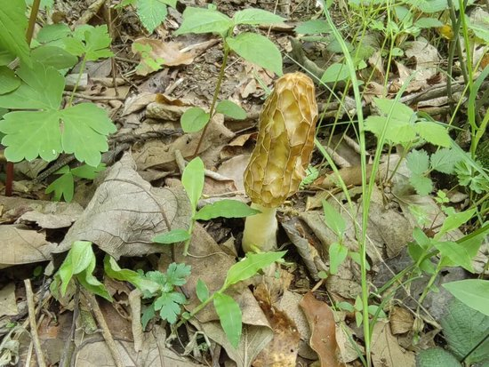 　山林中生长的野生羊肚菌。记者金文兵 摄