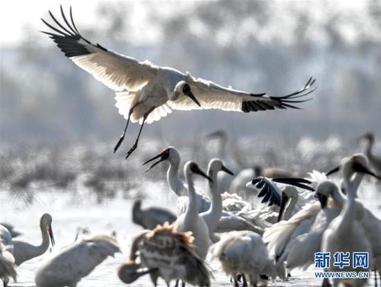 白鹤在南昌市五星农场的湿地上嬉戏（12月3日摄）。新华社记者 周密 摄
