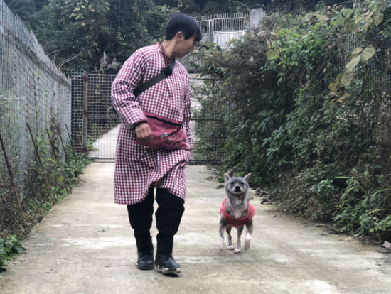 ▲小狗“灰灰”曾经是肿瘤患者，现在已经痊愈。新京报记者王翀鹏程 摄&nbsp;