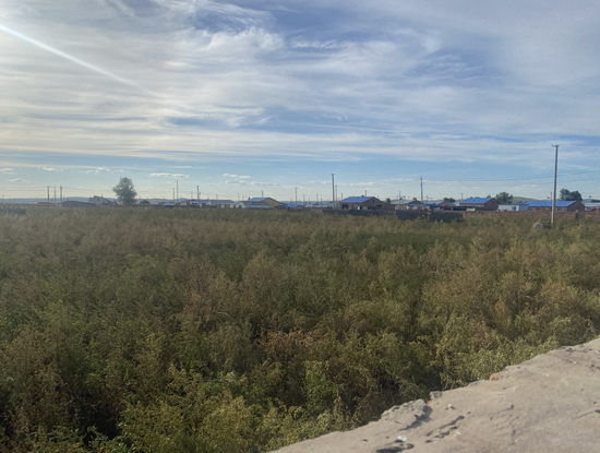  ▲韩杰在西乌珠尔苏木的老家已长满杂草