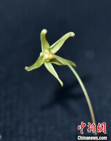  图为三峡地区发现的植物新物种——三峡白前 Vincetoxicum pingtaoanum。