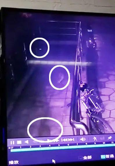 △九城湖滨小区15号楼6月17日晚上，楼道监控拍摄到一窝5只貉在几秒钟的时间内大摇大摆、旁若无人地走进了楼道。