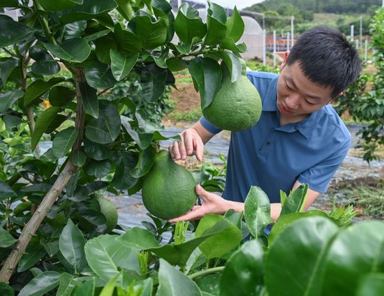 工作人员在广东省梅州市梅县区农业科学研究所检查柚子生长情况（2025年6月12日摄）。新华社记者 肖恩楠 摄