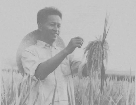 　　1977年，担任广东省曲江县龙归公社书记期间的肖扬。担任龙归公社后，肖扬兴修水利，提倡科学种田，在他带领下，龙归公社五个生产队成为了亩产吨谷队。