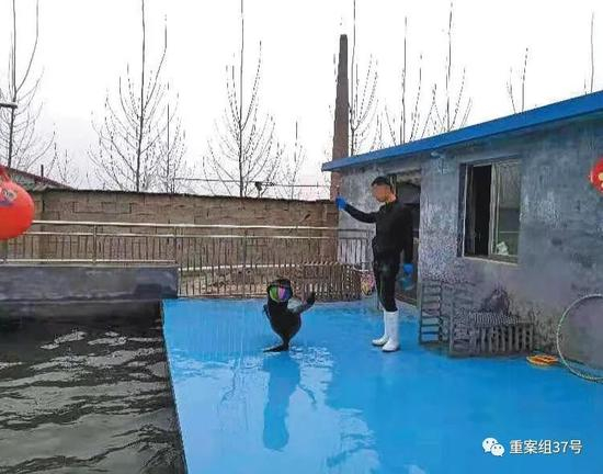 　▲3月2日，山东省嘉祥县梁宝寺镇，一名驯养员正训练海狮表演顶球。一旁的彩钢板房即为海狮生活区，每只海狮的活动空间仅3平米左右。&nbsp;&nbsp;&nbsp;&nbsp;新京报记者&nbsp;康佳 王洪春 摄