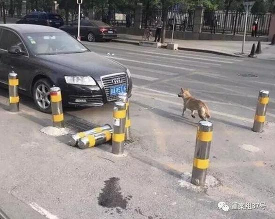 ▲网传伤人狗图片。 &nbsp;&nbsp; 网络图片