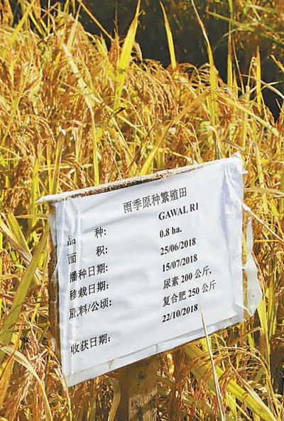 瓦拉农场的“伽瓦1号”雨季原种繁殖田。本报记者 姜 宣摄