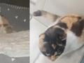 女生隔4月返校床被生崽母猫霸占:猫妈妈生下双胞胎后床上坐月子