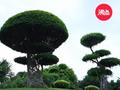 植物界的“非主流”!广西这棵大榕树形似巨型蘑菇