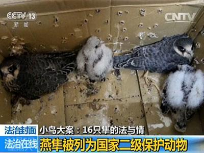 闫啸天所捕的燕隼