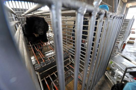 归真堂活熊取胆现场。摄影/章轲