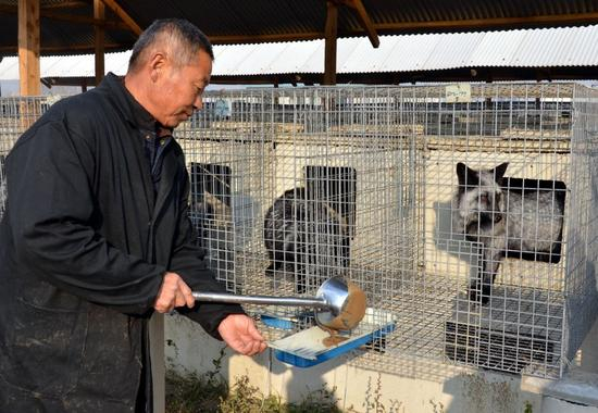 河北秋豪集团养殖场，工人在给貉子喂食。摄影/章轲