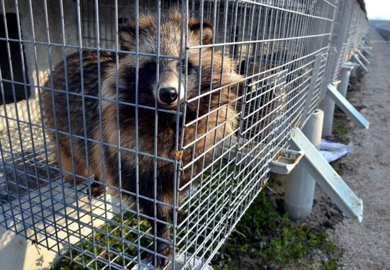 河北秋豪集团养殖场。摄影/章轲