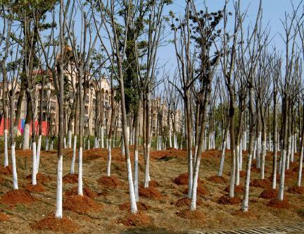 为了应付检查，路边种着没有根的小树。（2012年拍摄）