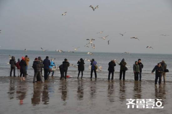 在海水浴场栖息的海鸥