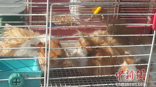 &nbsp; &nbsp; &nbsp;在老官园紫竹花鸟鱼虫市场待售的荷兰猪。吴合琴 摄