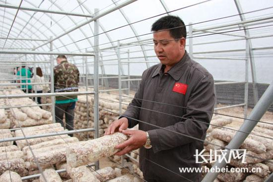 大棚内一根根香菇菌棒规范地摆放在架子上。长城网 赵晓慧 摄