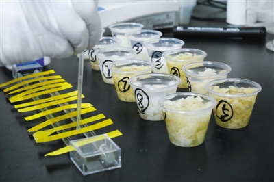 20日，家乐福实验室，实验员检测用的试纸没有明显变色，说明送检凉皮不含过量硼砂。新京报记者 王嘉宁 摄