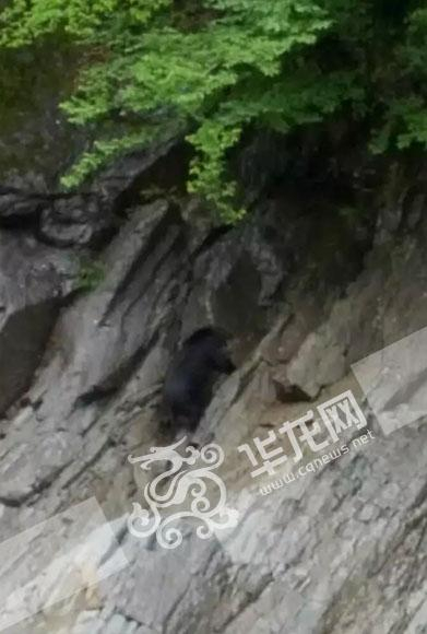黑熊安全渡过河流爬上岸边。 受访者供图 华龙网发