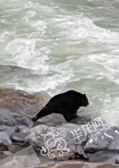 黑熊跳水瞬间。 受访者供图 华龙网发